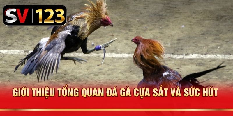 Giới thiệu tổng quan đá gà cựa sắt và sức hút