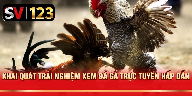 Khái quát trải nghiệm xem đá gà trực tuyến hấp dẫn