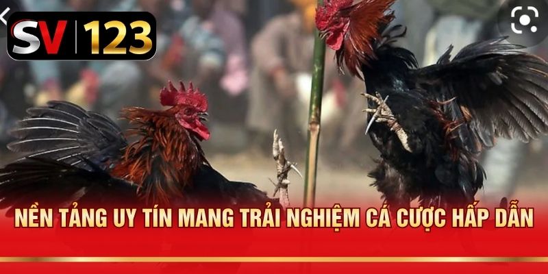 Nền tảng uy tín mang trải nghiệm cá cược hấp dẫn